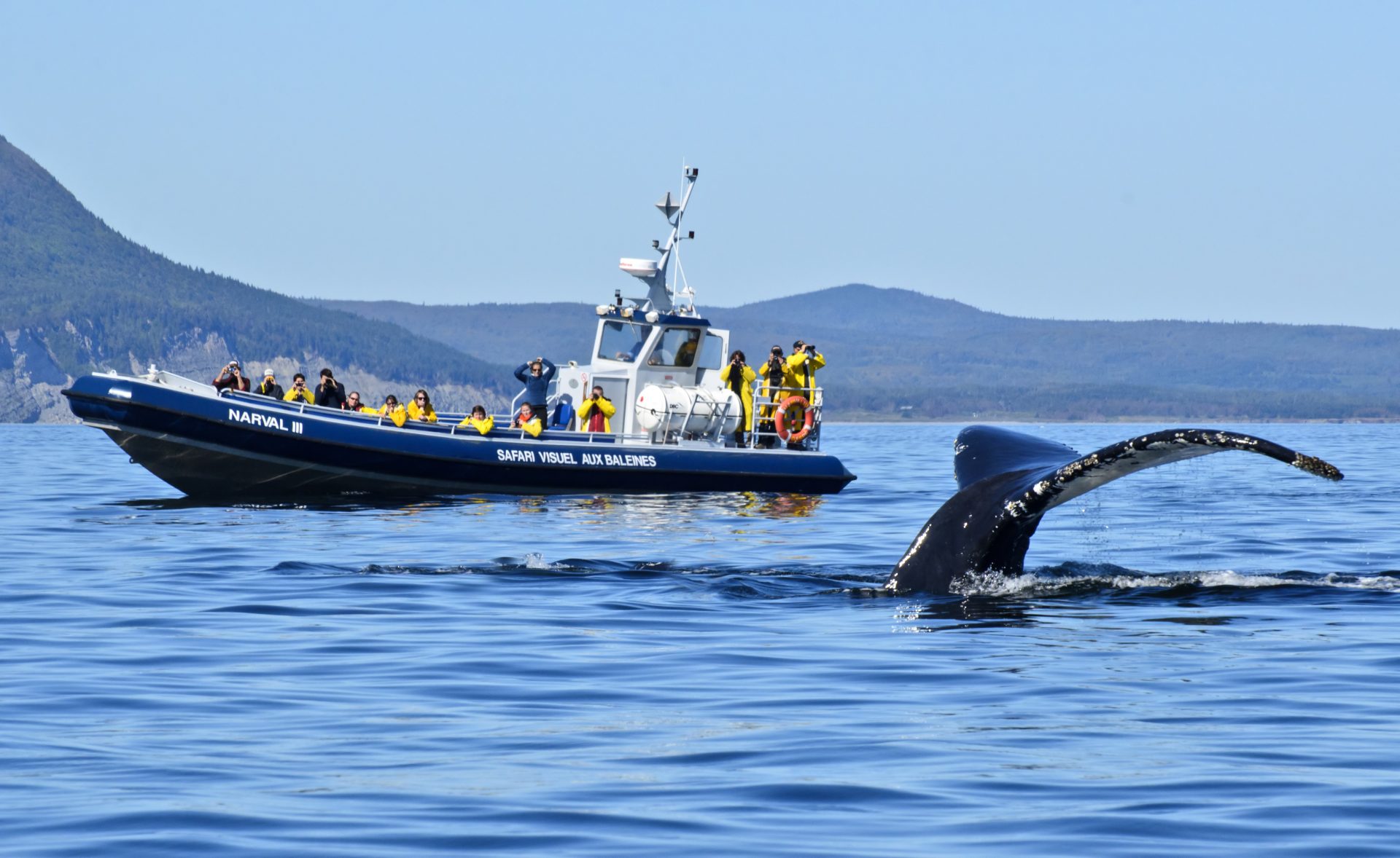 Croisières Baie de Gaspé, observation de baleines