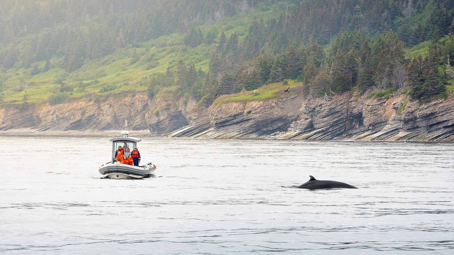 Cap Aventure – Croisières aux baleines en zodiac