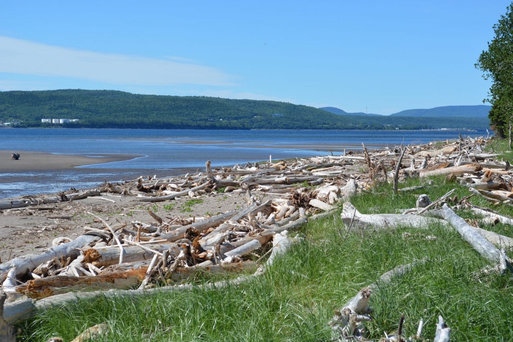 Driftwood, a Valuable Ally Against Shoreline Erosion