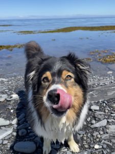 Chien profitant d'une promenade sur la plage de Gaspé, avec le sable et l'océan en arrière-plan.