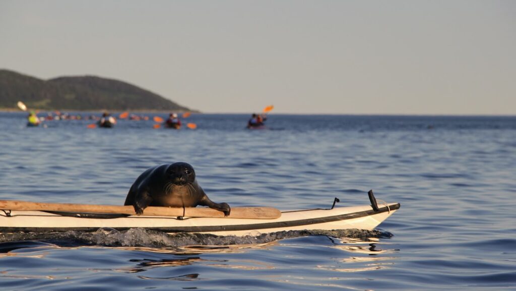Kayak de mer au large de Gaspé avec Cap Aventure, face aux montagnes et à la mer
